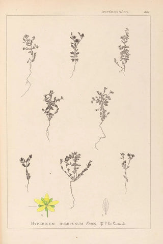 Herbier de la flore française Pl0103 - Louis Antoine Cusin — artwork view
