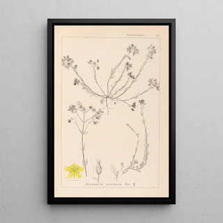 Herbier de la flore française Pl0104 - Louis Antoine Cusin — framed artwork on a wall
