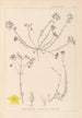 Herbier de la flore française Pl0104 - Louis Antoine Cusin — artwork view