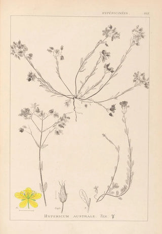 Herbier de la flore française Pl0104 - Louis Antoine Cusin — artwork view