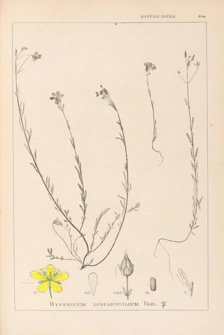 Herbier de la flore française Pl0105 - Louis Antoine Cusin — artwork view