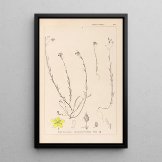 Herbier de la flore française Pl0105 - Louis Antoine Cusin — framed artwork on a wall