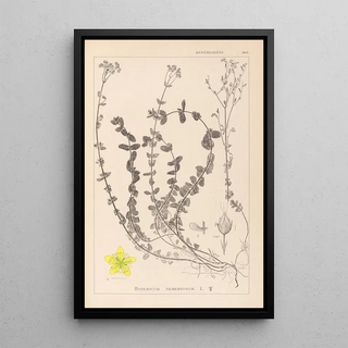 Herbier de la flore française Pl0106 - Louis Antoine Cusin — framed artwork on a wall