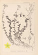 Herbier de la flore française Pl0106 - Louis Antoine Cusin — artwork view