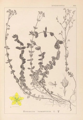 Herbier de la flore française Pl0106 - Louis Antoine Cusin — artwork view