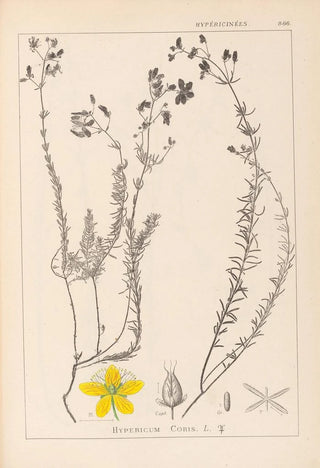 Herbier de la flore française Pl0107 - Louis Antoine Cusin — artwork view