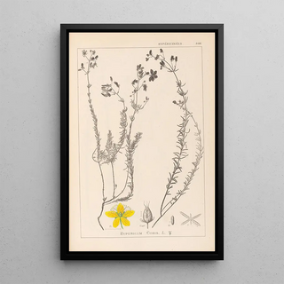 Herbier de la flore française Pl0107 - Louis Antoine Cusin — framed artwork on a wall