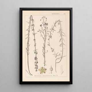 Herbier de la flore française Pl0108 - Louis Antoine Cusin — framed artwork on a wall