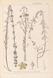 Herbier de la flore française Pl0108 - Louis Antoine Cusin — artwork view