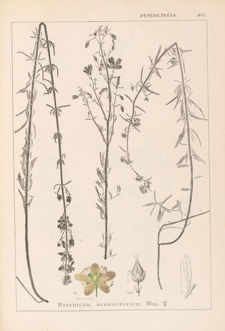 Herbier de la flore française Pl0108 - Louis Antoine Cusin — artwork view