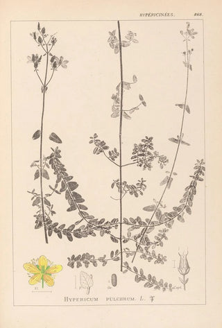 Herbier de la flore française Pl0109 - Louis Antoine Cusin — artwork view
