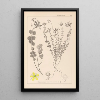 Herbier de la flore française Pl0110 - Louis Antoine Cusin — framed artwork on a wall