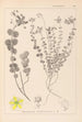 Herbier de la flore française Pl0110 - Louis Antoine Cusin — artwork view