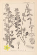 Herbier de la flore française Pl0111 - Louis Antoine Cusin — artwork view