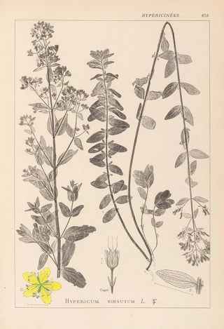 Herbier de la flore française Pl0111 - Louis Antoine Cusin — artwork view