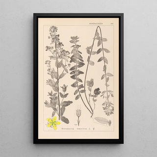 Herbier de la flore française Pl0111 - Louis Antoine Cusin — framed artwork on a wall