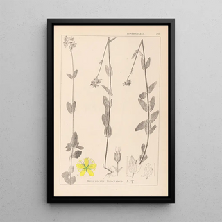Herbier de la flore française Pl0112 - Louis Antoine Cusin — framed artwork on a wall