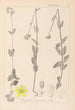 Herbier de la flore française Pl0112 - Louis Antoine Cusin — artwork view