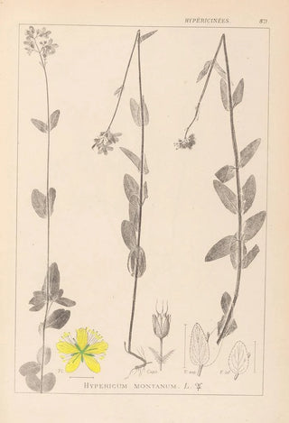 Herbier de la flore française Pl0112 - Louis Antoine Cusin — artwork view