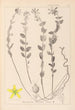 Herbier de la flore française Pl0114 - Louis Antoine Cusin — artwork view
