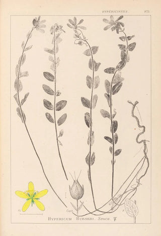 Herbier de la flore française Pl0114 - Louis Antoine Cusin — artwork view