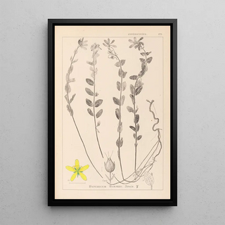 Herbier de la flore française Pl0114 - Louis Antoine Cusin — framed artwork on a wall