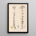 French flora herbarium painting Pl0115 - Louis Antoine Cusin — framed artwork on a wall