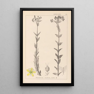 French flora herbarium painting Pl0115 - Louis Antoine Cusin — framed artwork on a wall