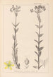French flora herbarium painting Pl0115 - Louis Antoine Cusin — artwork view
