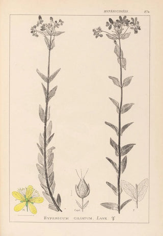 French flora herbarium painting Pl0115 - Louis Antoine Cusin — artwork view