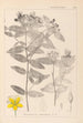 Herbier de la flore française Pl0116 - Louis Antoine Cusin — artwork view