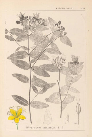 Herbier de la flore française Pl0116 - Louis Antoine Cusin — artwork view
