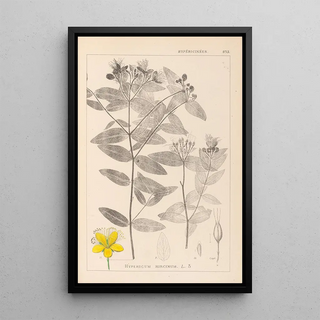 Herbier de la flore française Pl0116 - Louis Antoine Cusin — framed artwork on a wall