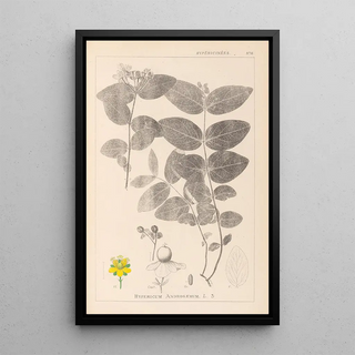 Herbier de la flore française Pl0117 - Louis Antoine Cusin — framed artwork on a wall
