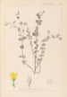 Herbier de la flore française Pl0118 - Louis Antoine Cusin — artwork view