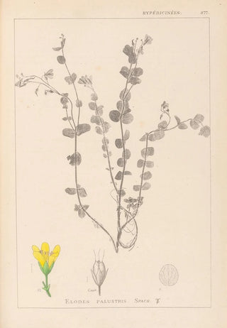 Herbier de la flore française Pl0118 - Louis Antoine Cusin — artwork view