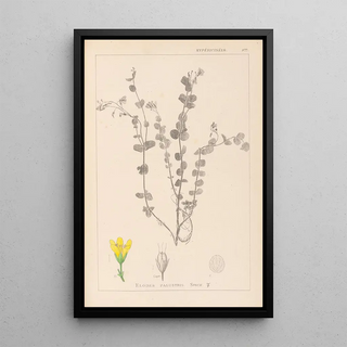 Herbier de la flore française Pl0118 - Louis Antoine Cusin — framed artwork on a wall