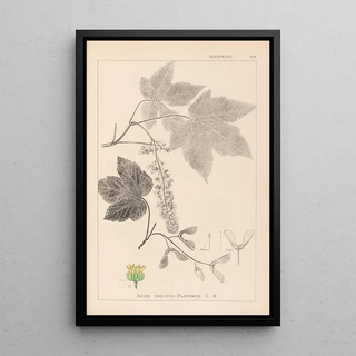 Herbier de la flore française Pl0119 - Louis Antoine Cusin — framed artwork on a wall