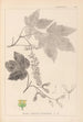 Herbier de la flore française Pl0119 - Louis Antoine Cusin — artwork view