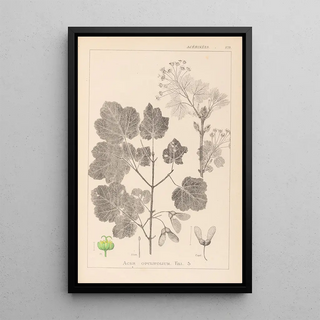 Herbier de la flore française Pl0120 - Louis Antoine Cusin — framed artwork on a wall