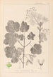 Herbier de la flore française Pl0120 - Louis Antoine Cusin — artwork view