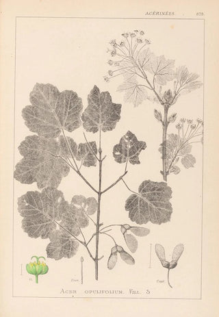 Herbier de la flore française Pl0120 - Louis Antoine Cusin — artwork view