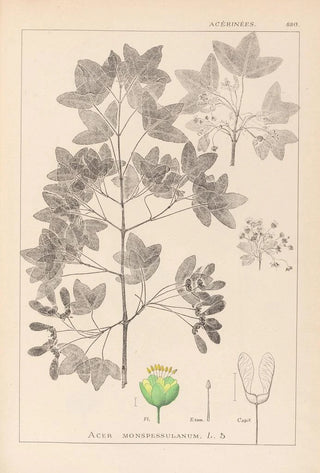 Herbier de la flore française Pl0121 - Louis Antoine Cusin — artwork view