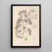 Herbier de la flore française Pl0121 - Louis Antoine Cusin — framed artwork on a wall