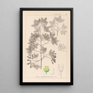 Herbier de la flore française Pl0121 - Louis Antoine Cusin — framed artwork on a wall