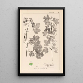 Herbier de la flore française Pl0122 - Louis Antoine Cusin — framed artwork on a wall