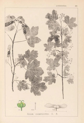 Herbier de la flore française Pl0122 - Louis Antoine Cusin — artwork view