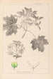 Herbier de la flore française Pl0123 - Louis Antoine Cusin — artwork view