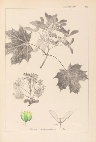Herbier de la flore française Pl0123 - Louis Antoine Cusin — artwork view