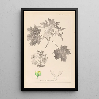 Herbier de la flore française Pl0123 - Louis Antoine Cusin — framed artwork on a wall